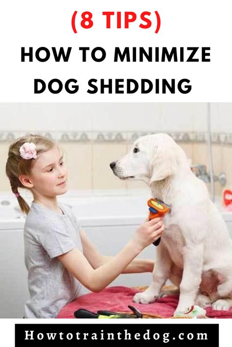 Stop Dog Shedding, Dog Boutique Ideas, Yellow Labrador Puppy, Labrador Puppies, Short Haired Dogs, Living With Dogs, Outside Dogs, Dog Grooming Tips, Dog Health Tips