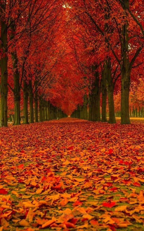 Trip Planner, Autumn Scenes, 수채화 그림, Autumn Scenery, Autumn Beauty, Fall Pictures, Autumn Landscape, Beautiful Places In The World, Fall Wallpaper