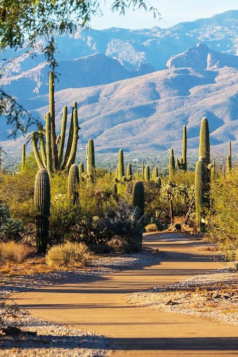 Arizona USA Saguaro National Park, Southern Arizona, Signal Hill, Desert Environment, Saguaro Cactus, Destination Voyage, United States Travel, Desert Landscaping, Nature Travel