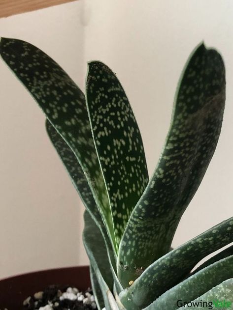 Gasteria Succulent Gasteria Succulents, Succulent Species, Succulent Leaves, Plant Care Houseplant, Succulent Care, House Plant Care, Plant Mom, Cactus And Succulents, Plant Collection