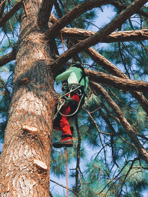 Climb A Tree, Tree Climbing Gear, Climbing Trees, Tree Climbing, Arborist Climbing Trees, Tree Arborist, Arborist Climbing, Dino Park, Tree Surgeons