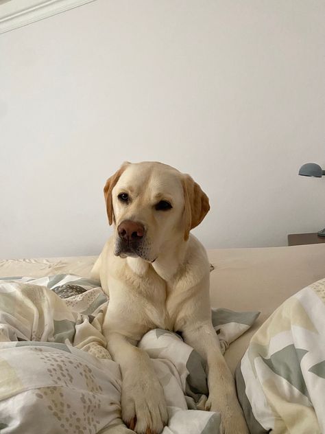 Labrador. Dog. Breed. Aesthetic. Picture inspi. Ig story. Instagram. Morning. Labrador Aesthetic, Mutt Dog, Ig Feed Ideas, Inspo Pics, Aesthetic Picture, Ig Feed, Labrador Dog, Cute Dogs And Puppies, Insta Stories