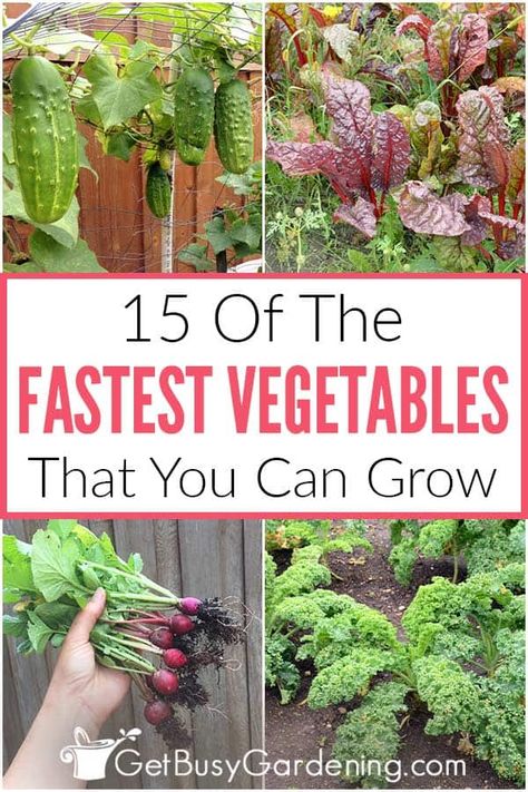 For the impatient gardener, waiting months on end before the first harvest can be tedious, which is why I’ve created this list of the fastest vegetables to grow. Fast growing food like leafy greens, turnips, and radishes can get you digging in the garden and harvesting faster than you expected. So check out the many choices on my list for vegetables that grow fast and produce food quickly. You'll find tons of inspiration to help select your seeds, seedlings and varieties for planting this year. Vegetables To Grow In Pots, Easy Vegetables, Raised Garden Beds Diy Vegetables, Fast Growing Vegetables, Garden Plot, Vegetables To Grow, Easy Vegetables To Grow, Vegetable Garden For Beginners, Garden Plots