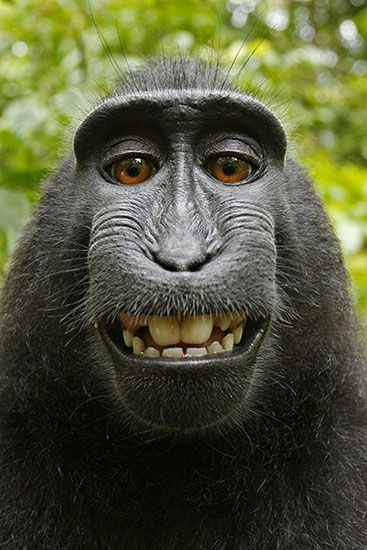 Not Impressed Face, Harambe Gorilla, Macaque Monkey, Monkey Pictures, Bin Laden, New Background Images, Silly Cats Pictures, Elephant Art, Baboon