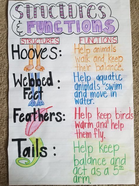 Animal structures and functions anchor chart Animal Structure, Animals Anchor Chart, Structures And Functions Anchor Chart, 3rd Grade Science Anchor Charts, Adaptation Anchor Chart, Animal Needs Anchor Chart, Animal Structures And Functions, Adaptations Anchor Chart, Food Chain Anchor Chart 1st Grade