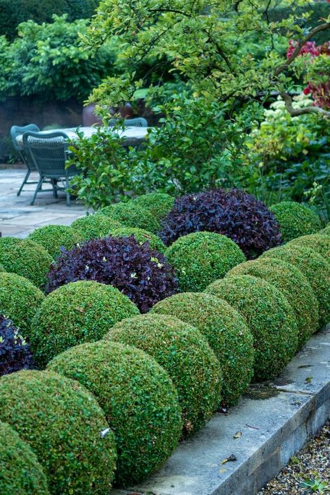 Which hedge is right for my garden? - The Middle-Sized Garden | Gardening Blog Hedging Ideas, Hedge Ideas, Box Hedge, Top Garden Design, Cornwall Garden, Privacy Hedges, Garden Hedges, Seaside Garden, Garden Privacy