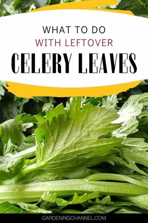 Leftover Celery, How To Freeze Celery, Pickled Celery, Celery Leaves, Celery Recipes, Healthy Nutrition Plan, Brown Spots Removal, Fine Cooking, 140 Pounds