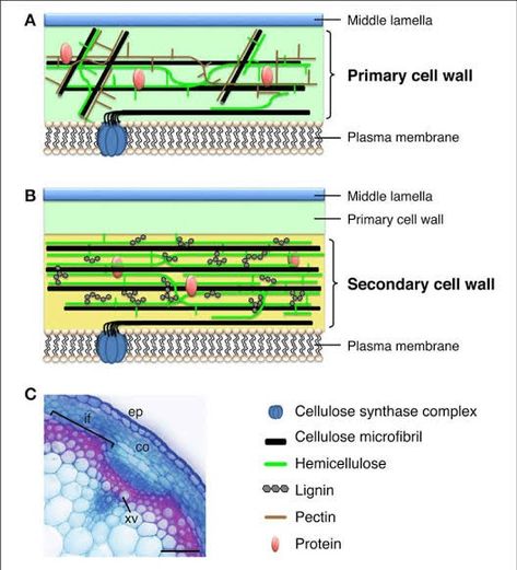 Plasma Membrane, Science Notes, Cell Biology, Plant Cell, Cell Wall, Cell Membrane, All About Plants, Plant Wall, S N