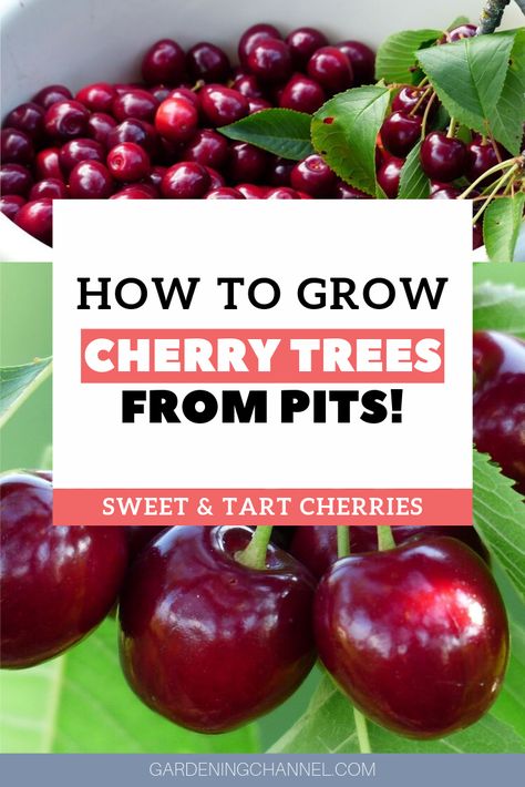 How To Grow A Cherry Tree From A Pit, How To Grow Cherry Tree From Seed, Cherry Tree From Seed, Growing Cherry Trees, How To Grow Cherries, Fruit Trees Backyard, Cherry Seeds, Fruit Tree Garden, Growing Fruit Trees