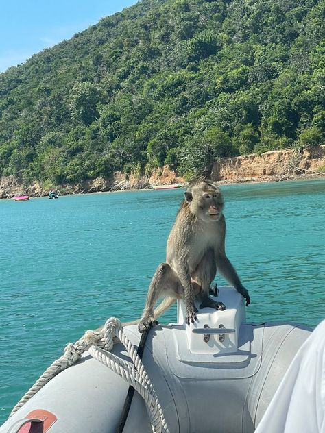 Pet Monkey Aesthetic, Pattaya Thailand Aesthetic, Monkey Beach Thailand, Thailand Monkey, Aesthetic Monkey, Monkey Aesthetic, Monkeys Aesthetic, Boat Aesthetic, Pattaya Beach