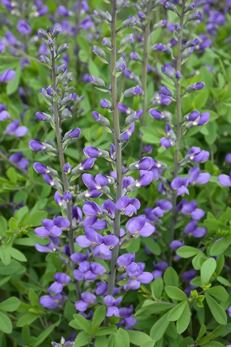 Blue Wild Indigo, Oconomowoc Wisconsin, Olive Foliage, False Indigo, Mountain Garden, Baptisia Australis, Bird Pet, Lakewood Colorado, Indigo Flower