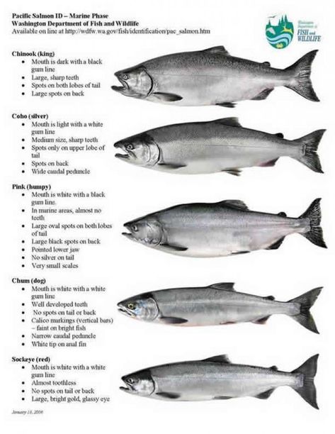 17 Best Salmon Fishing Lures and Baits | By Captain Cody Fish Reference, Salmon Species, Chum Salmon, Fish Chart, Best Salmon, Pacific Salmon, Salmon Farming, Sockeye Salmon, Salmon Fish