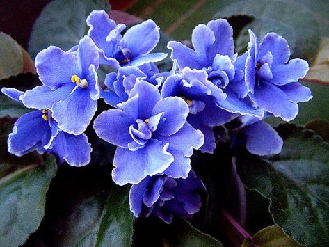 African Violet Queen - share a love of beauty by leaving flowers from my yard out for people to take or giving as gifts (Jinger Heath book) African Violets Plants, Violet Plant, Household Plants, Moth Orchid, Indoor Trees, Crassula Ovata, Moon Garden, Violet Flower, African Violets