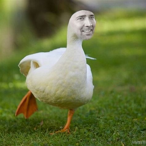 Ducolas Cage. Nicolas Cage face swap with a duck. Animal Mashups, Photoshopped Animals, Funny Photoshop, Fake Animals, Animal Puns, Rare Animals, 웃긴 사진, Silly Animals, Weird Animals