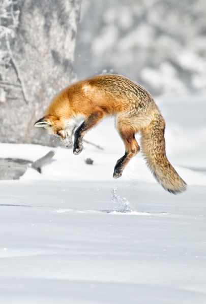 red fox pouncing hunting prey in snow Fox Looking Up, Fox Jumping Into Snow, Red Fox Aesthetic, Fox Pouncing, Fox Playing, Fox In Snow, Fox In The Snow, Jumping Fox, Animals Aesthetic