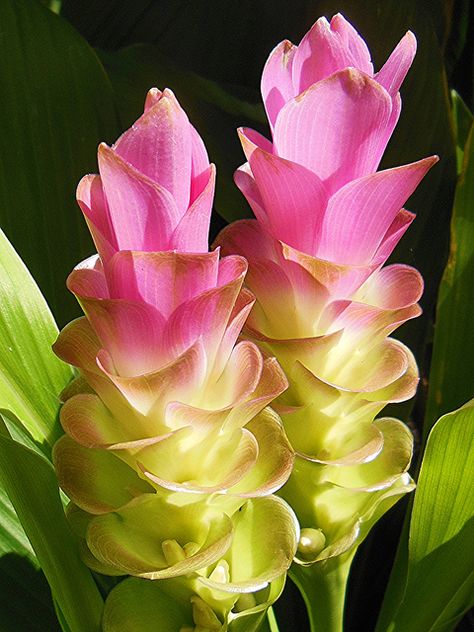 Curcuma Ginger Flowers, I planted 2 of these last summer, purchased at Lowes. I have a feeling they didn't survive our unusually cold winter.. :-( Calathea Lutea, Ginger Flowers, Background Cool, Ginger Plant, Ginger Flower, Unusual Plants, Unusual Flowers, Rare Flowers, Unique Flowers