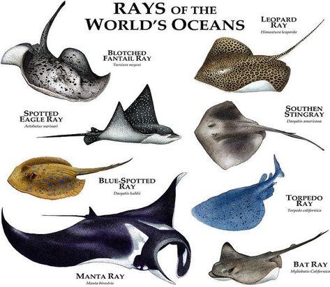 Stingray Tattoo, Sting Rays, Animal Infographic, World Poster, Beautiful Sea Creatures, Water Animals, Aquatic Animals, Oceans Of The World, Manta Ray