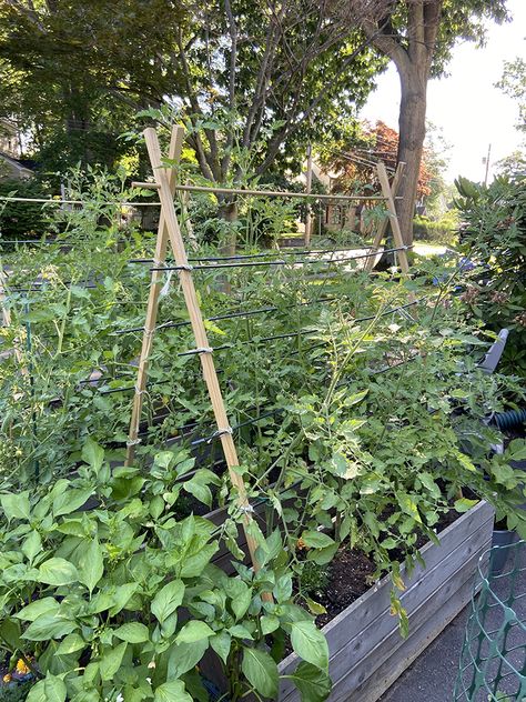 In Color Order: Tutorial: DIY Budget Wooden Tomato Trellis Diy Tomato Trellis, Tomato Supports, Tomato Support, Cherry Tomato Plant, Tomato Trellis, Bamboo Stakes, Diy Garden Trellis, Wooden Trellis, Trellis Panels