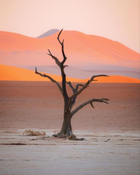 Wilderness Aesthetic, Desert Abstract, Dry Landscape, Namibia Travel, Desert Aesthetic, Red Desert, Mountain Landscape Photography, Dry Desert, Namib Desert