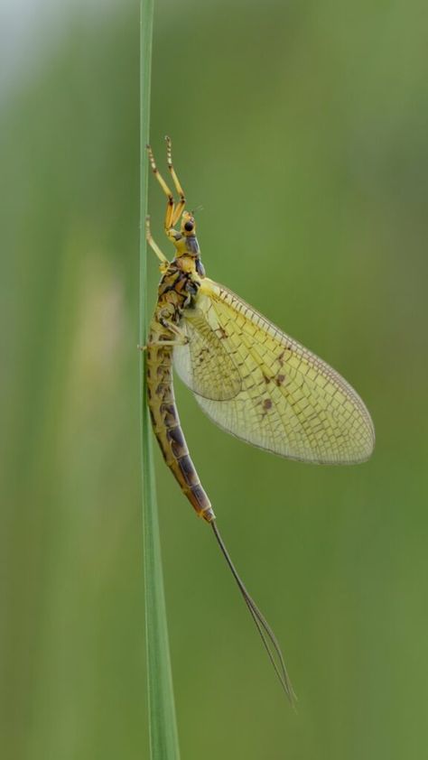 Discover the fascinating world of animals with the shortest lifespans! From tiny insects to unique aquatic creatures, explore the top 9 animals that live for just a fleeting moment in nature's grand timeline. #ShortLifespanAnimals #NatureFacts #AnimalLifeCycles #WildlifeWonder #IncredibleCreatures #Biology #NatureLovers #Educational #WildlifePhotography #AnimalFacts #ShortLives #AnimalKingdom #NaturalHistory #QuickLife #WildlifeExploration Mayfly Drawing, Fish Reference, Art Thoughts, Pacific Salmon, Aquatic Insects, Animal Life Cycles, Caddis Flies, Michigan History, Trout Flies