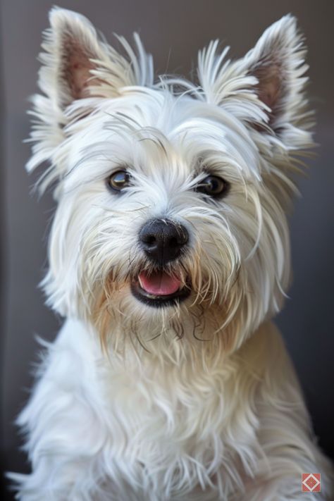 West Highland White Terriers: Small Size, Big Personality: Explore the charming and bold world of West Highland White Terriers. These tiny terriers pack a lot of personality into a small, fluffy package. Known for their independence and courage, Westies are great for families looking for a dog with character and charisma. Uncover the joys of owning a Westie, their care tips, and more by clicking on this pin or saving it for future reference! Westie Dogs West Highland Terrier, White Dog Breeds, Kingfisher Art, Dog Terrier, White Coats, Small Terrier, Westie Dog, Westie Puppies, Big Personality