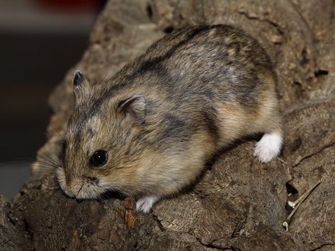 Agouti RCD Hamster Colors, Campbell Hamster, Hamster Species, Russian Hamster, Chinese Hamster, Robo Hamster, Small Hamster, Hamster Treats, Hamster Care