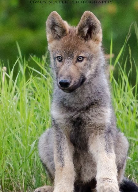 A 3 month old grey wolf pup takes in its surroundings after recently leaving the den. Wolf Puppy, Baby Wolves, North American Wildlife, Wolf Hybrid, Wolf Images, Baby Wolf, Wolf Pup, Wolf Pictures, Most Beautiful Animals