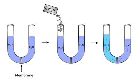 Scientists recently made a revolutionary advancement in renewable energy to harness the power in places where fresh water and saltwater meet. Osmotic Pressure, Renewable Energy Technology, Hydroelectric Dam, Solar Power Energy, Renewable Energy Systems, Solar Power Diy, Hydro Electric, Solar Heating, What Is The Difference Between