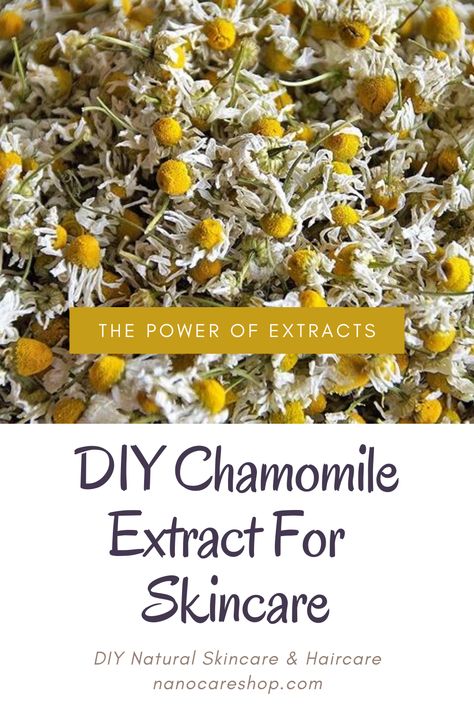 In this article, we will go through the process of making the chamomile extract for skincare. Chamomile is a well-known herb that has been used for its calming properties for centuries. Did you know that it can also do wonders for your skin? Chamomile extract is a powerful ingredient in skincare products, known for its anti-inflammatory, antioxidant, and soothing effects. The best part? You can easily make your own chamomile extract at home. Diy Extracts, Chamomile Extract, Hair Mask For Damaged Hair, At Home Diy, Diy Skin Care, Diy Natural Products, Hair Mask, Damaged Hair, The Process