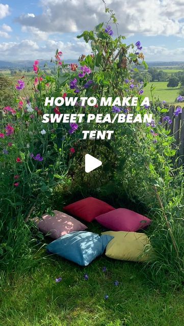 Lara W on Instagram: "How I made my sweet pea/bean tent  Due to very popular demand here’s a step by step of how I made my tent.  What you’ll need: 7ft (~215cm) bamboo canes (I used 9) String  A bit of all purpose compost A variety of sweet pea plants (approx. 16) Some pre grown runner bean plants (I used 4) Some pre grown pea plants (I had 3)  When to do it: I had pre sown the beans and peas in pots and slowly hardened them off at the start of may. I put up the canes and planted everything in the ground on the 16th of May. The tent was fully covered by early August   How to do it: • position the bamboo canes making a tent shape and tie together at the top. Mine were about 35cm apart. • push the ends of the canes into the ground (around 10cm deep) • dig a circular trench and mix a bit of c Sweet Pea Tent, Sweet Pea Teepee, Sweet Pea Garden, Mum Goals, Pea Plants, The Constant Gardener, Sweet Pea Plant, Pea Plant, Sweet Pea Seeds