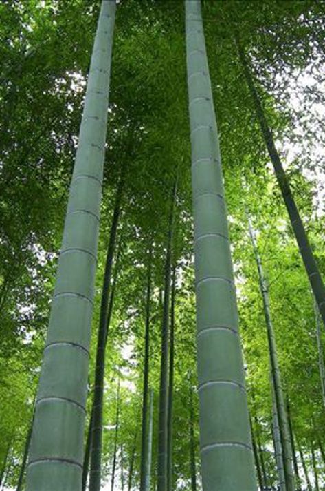 Giant Bamboo, Bamboo Seeds, Bamboo Privacy, Seed Starting Mix, Moso Bamboo, Bamboo Plants, Enjoy Time, Seed Starting, Privacy Screen