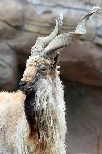 Capra falconeri/Markhor Goat Wild Goat, Crazy Animals, Survey Form, National Animal, Zodiac Designs, Interesting Animals, Unusual Animals, Oita, Animal Species