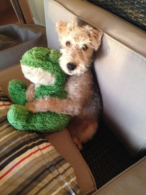 Lakeland Terrier, Hotels Around The World, Welsh Terrier, Irish Terrier, Fox Terriers, Wire Fox Terrier, Airedale Terrier, Fox Terrier, Terrier Dog