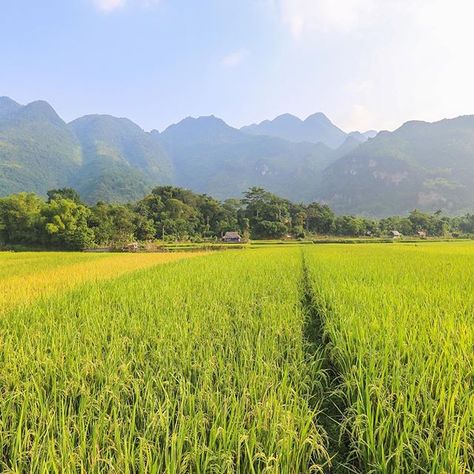 Field And Mountains, Alpbach Austria, Vietnam Pics, Diy Greenhouse Plans, Northern Vietnam, Rice Paddy, Field Wallpaper, Rice Field, Cameron Highlands