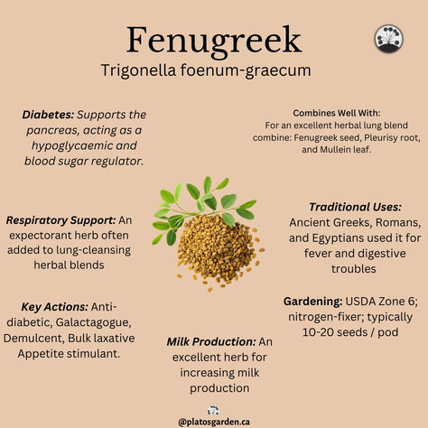 Fenugreek seeds and plants - powerful medicinal herb known for digestive health, hormone balance, and anti-inflammatory benefits. Learn about fenugreek's uses, health benefits, and growing tips in this comprehensive guide by Plato's Garden. Book an herbal consultation for personalized wellness support. Lung Support, Fenugreek Tea, Breast Milk Production, Fenugreek Benefits, Fenugreek Seed, Best Herbs To Grow, Herbs For Hair Growth, Growing Herbs Indoors, Seeds Benefits