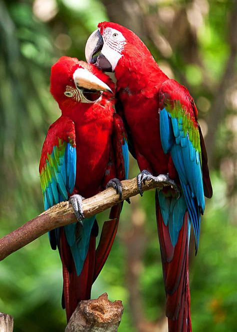 Do scarlet macaws mate for life?  #birds #birding #beautifulnature  #scarletmacaws #mateforlife #facts Pet Birds Parrots, Scarlet Macaw, Parrots Art, What Is A Bird, Most Beautiful Birds, Airbrush Art, Nature Birds, Exotic Birds, Tropical Birds