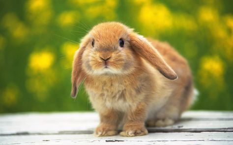 Bad day? How's about 20 new bunny species! - aww post - Imgur A Heart, Tiara