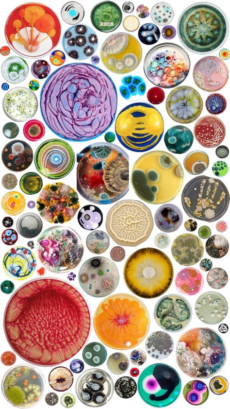 Petri dishes #circles #petridish #biologist #fyp Petri Dish Nails, Bacteria Under Microscope, Petri Dish Art, Abstract Canvas Art Acrylics, Fungi Art, Circle Collage, Petri Dishes, Gcse Art Sketchbook, Biology Art