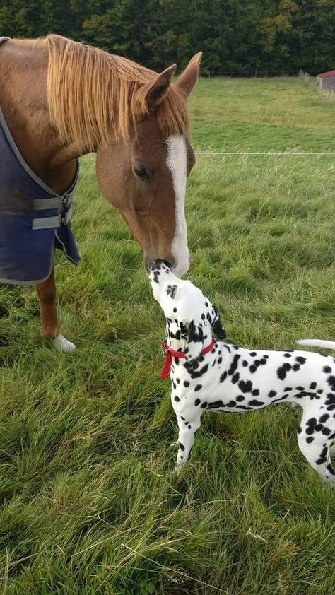 Learning About Animals, Dalmatian Puppy, Dalmatian Dogs, Horses And Dogs, Pretty Animals, Dog Costumes, Cute Animal Photos, About Animals, Cute Creatures