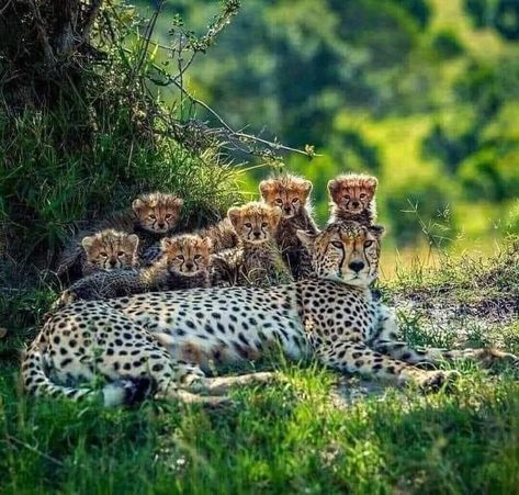 Cheetah With Cubs, Cute Animals Together, National Geographic Wild, Cheetah Cub, Cheetah Cubs, Nature Preserve, Cheetahs, Animals And Birds, Wildlife Animals