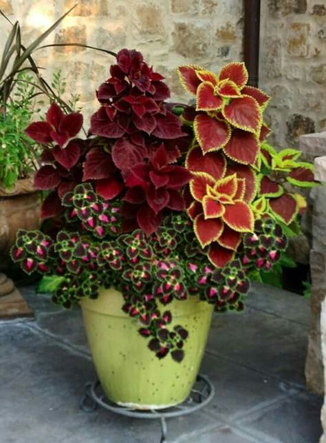 Coleus Plants, Container Garden Design, نباتات منزلية, Container Gardening Flowers, Have Inspiration, Garden Containers, Container Garden, Ornamental Plants, Container Flowers