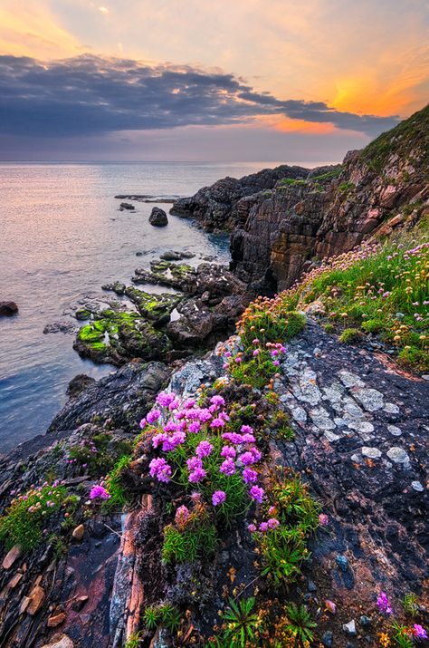 Irish Aesthetic, Ireland Aesthetic, Ireland Cottage, Scotland Landscape, Ireland Photography, Flowers Growing, Irish Countryside, Irish Landscape, Ireland Landscape