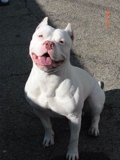 This could be a dogo Argentina but he looked more like a pit in the face. All White Pitbull, Cute Pitbulls, White Pitbull, Pitbull Dog Breed, Bully Dogs, Bully Breeds Dogs, Red Nose Pitbull, Big Mama, American Pitbull