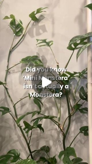 Amanda • Houseplants 🪴 on Instagram: "👉🏼🪴 Share with someone who has this plant!! 

Do you know the real name of ‘Mini Monstera’!? 👀 🍃

.
.
.
.
.
.

#plantcare #plantcaretips #indoorplants #indoorplant #indoorjungle #plantmom #plantparent #houseplants #plantlovers" Mini Monstera Plant, Mini Monstera, Indoor Jungle, Monstera Plant, Plant Mom, Plant Care, Indoor Plants, Did You Know, Parenting