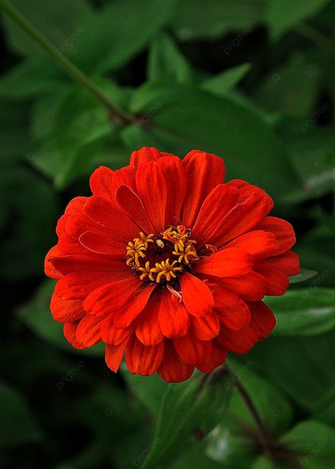 Flower Zinnia, Red Zinnia, Red Texture Background, Peony Leaves, Zinnia Flower, Flower Background Images, Sunflowers Background, Background Summer, Background Flower