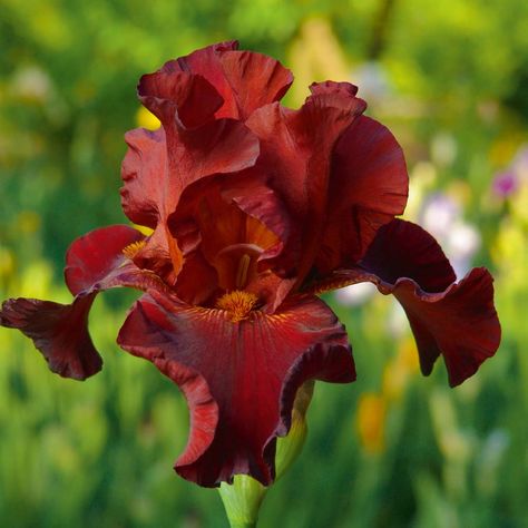 Growing Irises, Iris Rhizomes, Biennial Plants, Plant Catalogs, Iris Garden, Brown Flowers, Unusual Flowers, Bearded Iris, Hardy Perennials