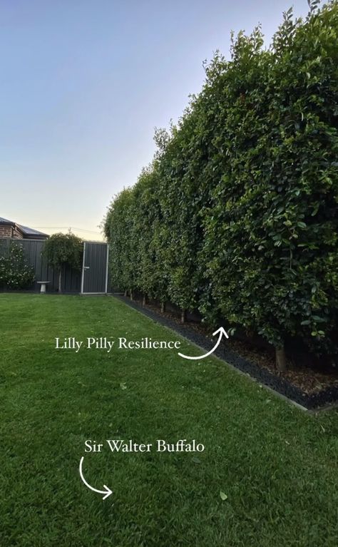 Lily Pilly, Front Door Landscaping, Brick Exterior House, Backyard Inspo, Home Landscaping, Exterior Brick, House Inspo, Hedges, Outdoor Area