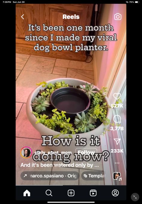 Plant Bowl, Dog Water Bowl, Dog Water Bowls, Diy Water, Dog Bowl, Water Bowl, Water Plants, Dog Bowls, Bowl