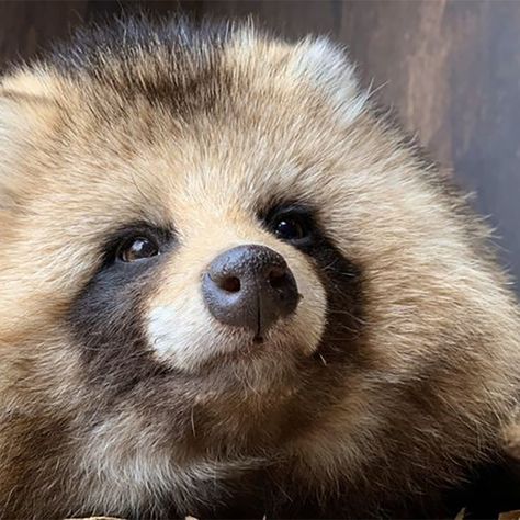 Japanese Raccoon Dog, Raccoon Dog, Chur, Pretty Animals, Wild Dogs, Silly Animals, Racoon, Wildlife Animals, Unique Animals