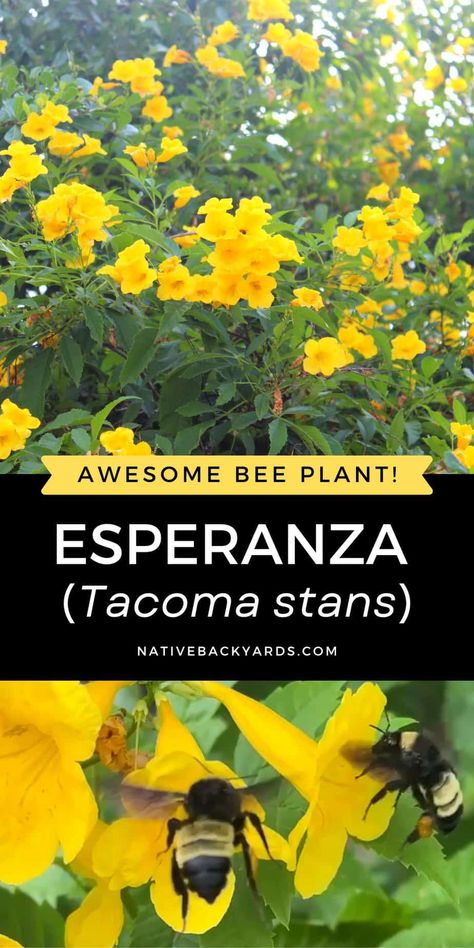 5 Great Reasons to Grow an Esperanza Plant (Tacoma stans) - Native Backyards Esperanza Plant, Fast Growing Shrubs, Texas Native Plants, Pollinator Plants, Lake Garden, Native Plant Gardening, Texas Gardening, Hummingbird Garden, Fast Growing Plants